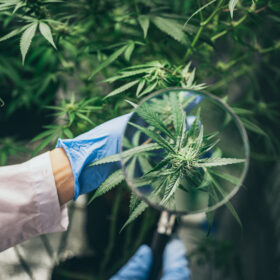 Debunking CBD Myths