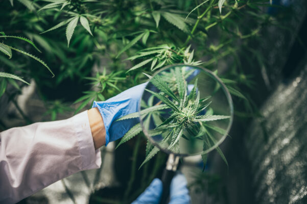 Debunking CBD Myths