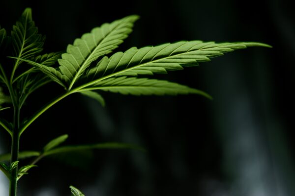 Origins of 420